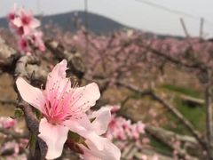 -桃花岛景观公园