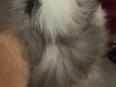 -猫猫幼稚园·撸猫·桌游·电玩