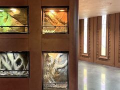 -帕帕拉兹宠物(亚洲旗舰店)