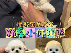 -萌宠之家·腊肠犬·马尔泰·小体犬舍