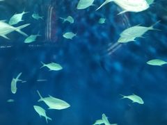 -上海海洋水族馆