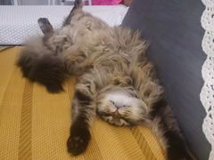 -关爱宠物医院·猫科中心·消化科(滨湖万达分院)