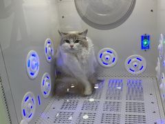 -爱洗澡的猫(望京店)