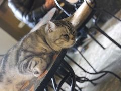 -猫猫幼稚园·撸猫·桌游·电玩