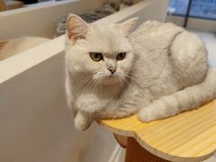 -怪兽屋·羊驼·猫咖·狗咖(俊华广场店)