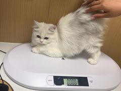 -瑞派康怡24h宠物医院·犬猫医疗中心·微创绝育(瑞景分院)