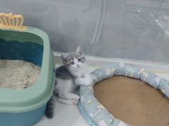 -糯米喵星人总部直营旗舰店·猫舍·幼猫出售