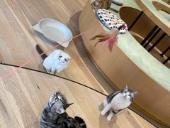 -CAT’S MEWSTAR CAFE·喵星球猫屋(晴湾咖啡店)