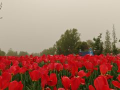 -泗洪洪泽湖湿地景区