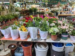 -曲阳花鸟市场(曲阳路店)