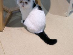 -藏猫猫咖啡主题馆(中央大道店)