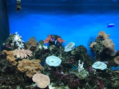 -御唐府海珊瑚主题餐厅