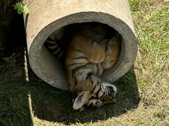 -西霞口神雕山野生动物世界