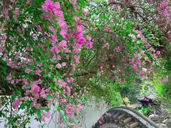 -深圳国际园林花卉博览园