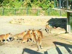 -大连森林动物园