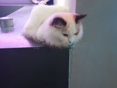 -极木²邸 人与宠物·互动社区