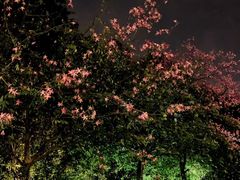 -金鸡山公园