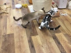 -袖虎·猫馆(体育西路店)