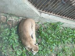 -青藏高原野生动物园