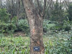 -东莞植物园
