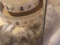 -屋虎猫馆(宝安大仟里店)