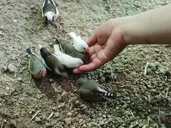 -萌宠奇缘