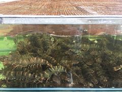 虾-国际金钻海鲜餐厅