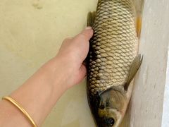 -溪悦渔庄(九龙湖店)