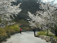 -樱花山风景区
