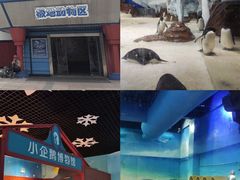 -海合安武汉极地海洋公园
