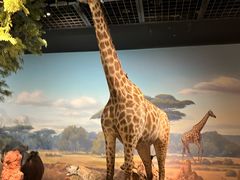 -陕西自然博物馆