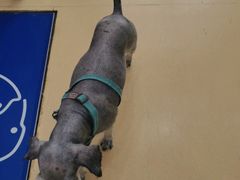 -芭比堂动物医院·犬猫全科·异宠专科(雁塔分院)