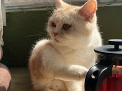 -猫猫幼稚园·撸猫·桌游·电玩