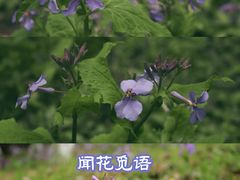 -南京古林公园