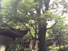 -十八棵（老龙井）御茶园(老龙井店)