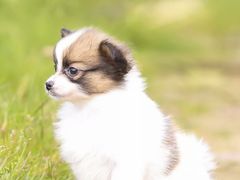 -犀牛家猪排