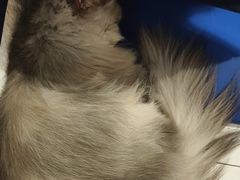 -平行世界·猫咖(首经贸店)