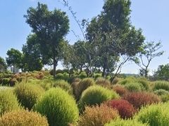 -春花秋色城市公园