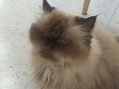 -喵园·猫主题咖啡厅·撸猫·猫咖(国贸店)