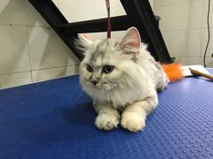 -酷狗靓猫宠物·洗护·美容·寄养(航北路店)