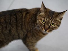 猫-砂锅李(九江路店)
