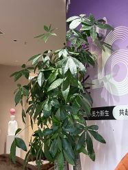 -JUVA郑州欧华医疗美容医院
