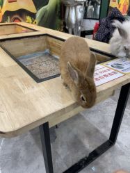 -神奇动物撸宠馆·羊驼·小浣熊·异宠(豫园店)