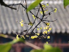 -艺圃