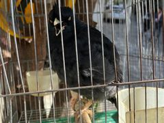 -姚记抚仙湖石锅鱼庄