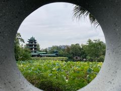 -桂湖森林公园