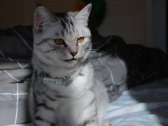 -全心全意连锁动物医院(加州店)