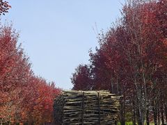 -南京枫彩漫城