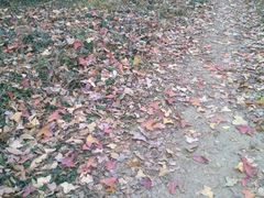 -镇江市南山风景名胜区竹林景区