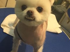 -PETKIT 小佩宠物·低压洗护·美容·寄养(安远店)